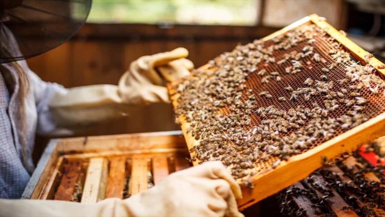 Preparing Your Greenhouse For Beekeeping