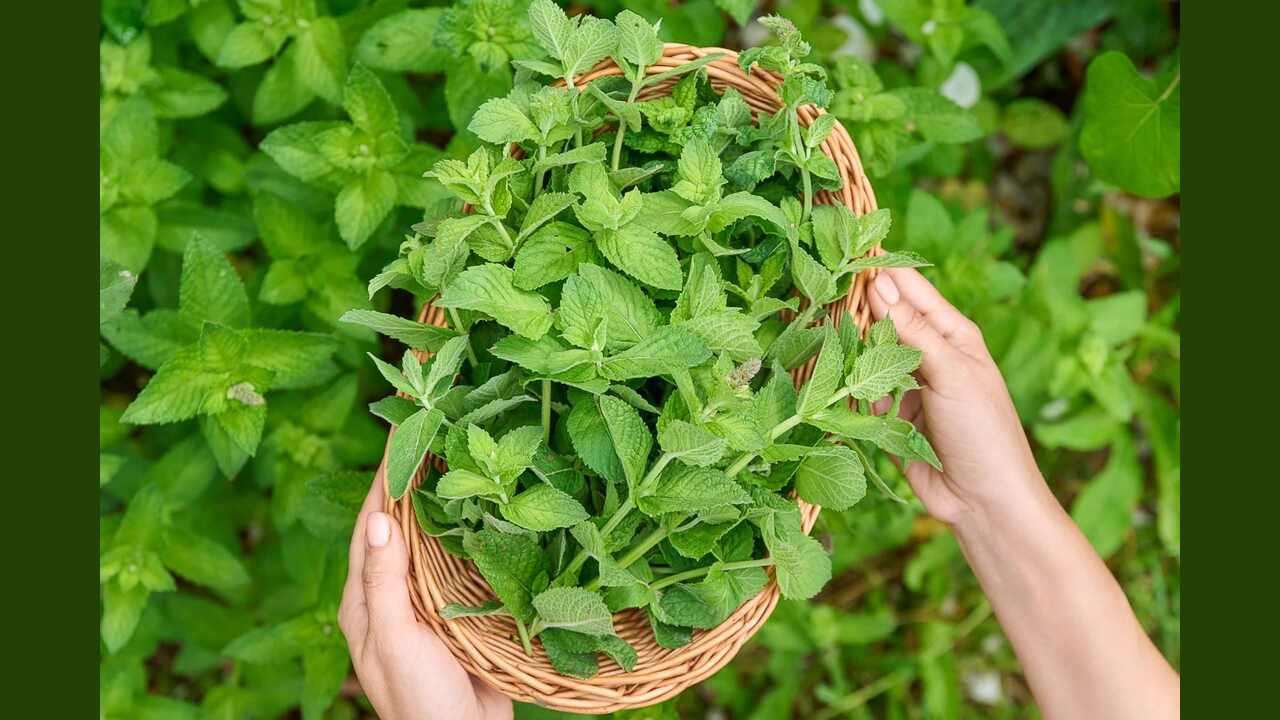Preserving Your Mint Harvest For Long-Term Use