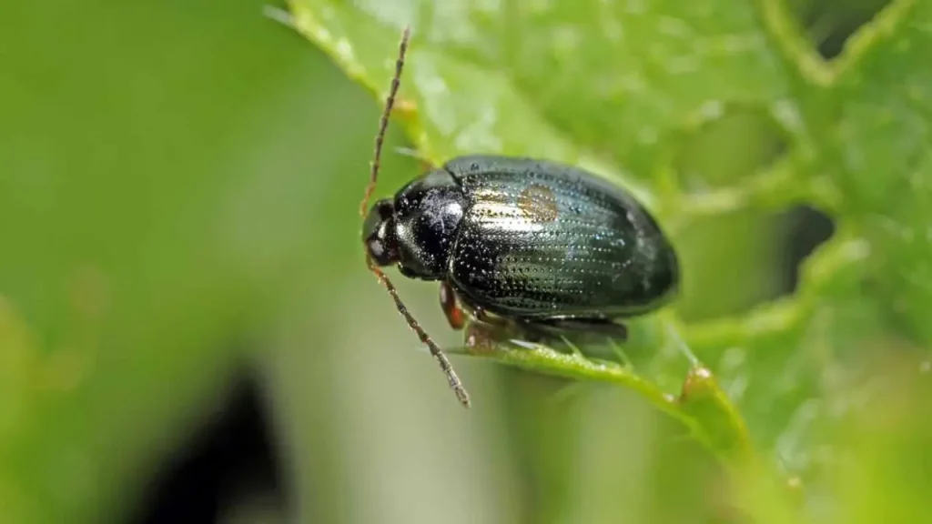 Prevention Methods Creating An Unfavorable Environment For Flea Beetles