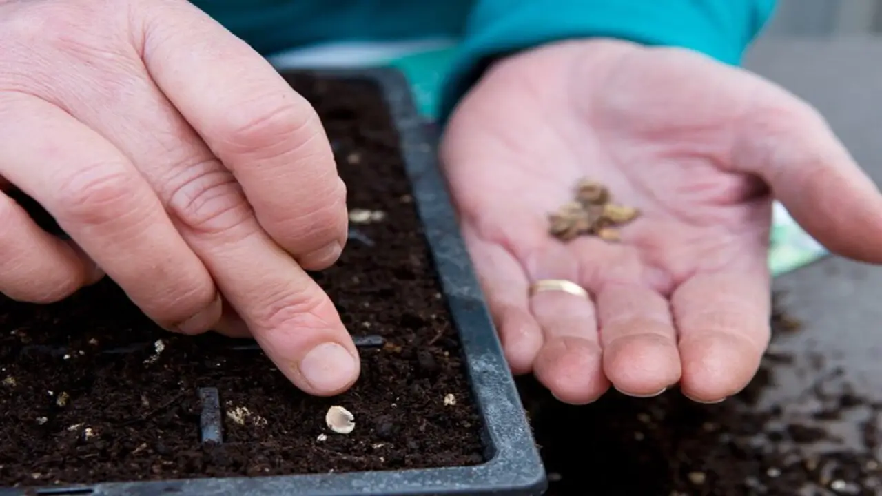 Propagating Hollyhocks Choose Seeds, Seedlings, Or Cuttings