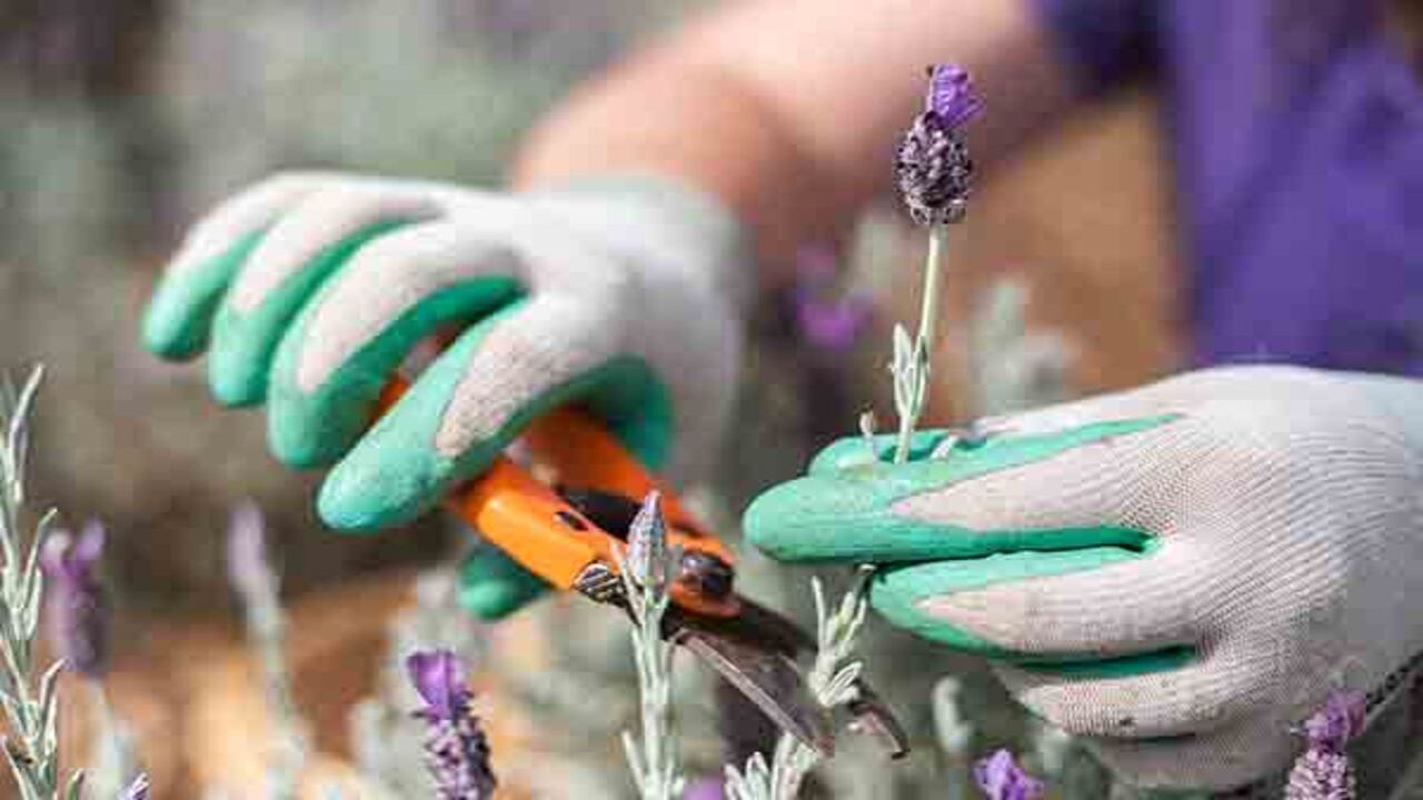 Propagating Lavender From Cuttings