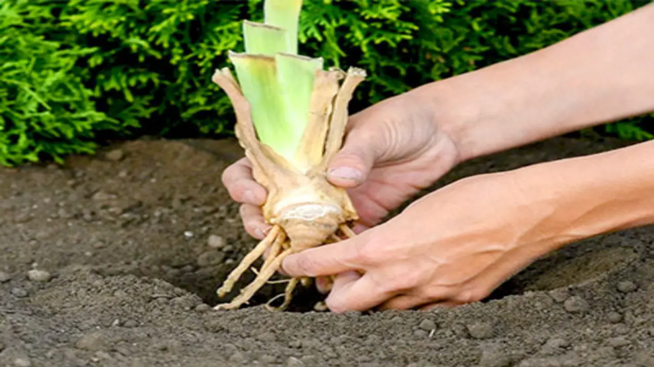Proper Care And Maintenance After Planting Iris Bulbs