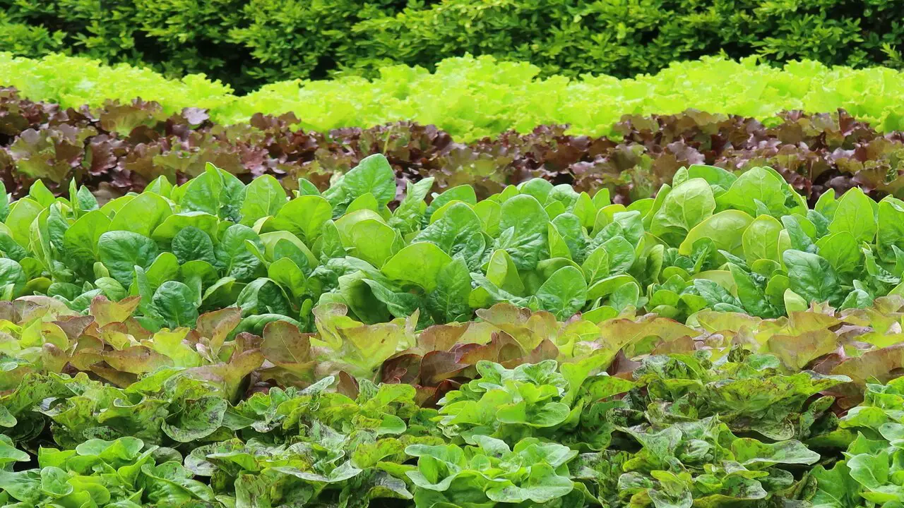 Proper Care Of Romaine Lettuce While Growing