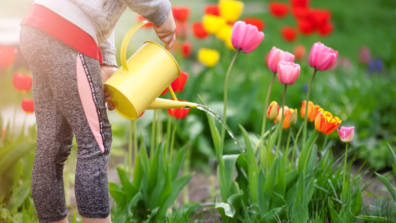 Proper Tulip Watering And Fertilizing Techniques