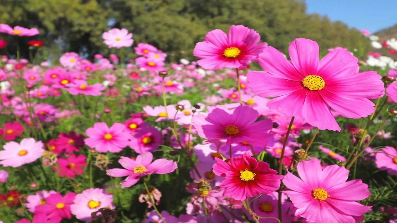 Proper Watering Techniques For Cosmos Flowers