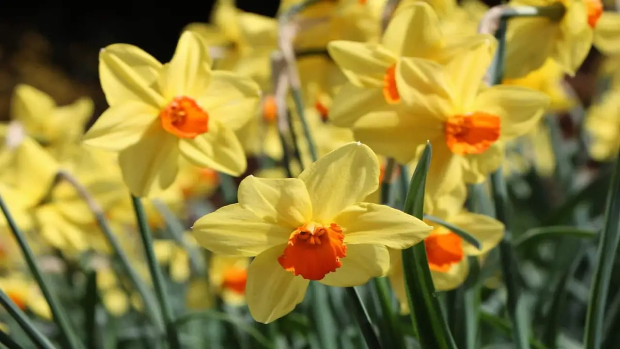 Protecting Daffodils From Pests And Diseases