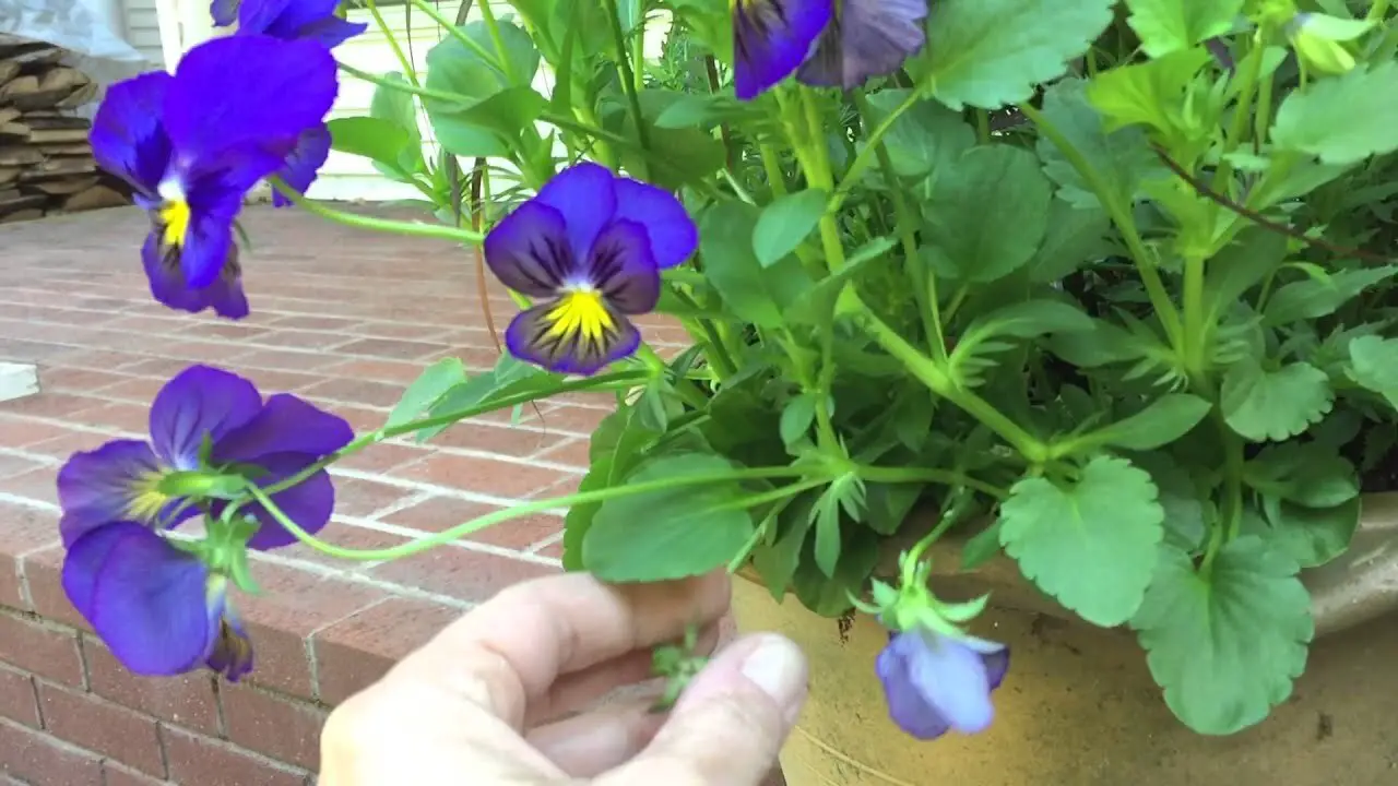 Pruning And Deadheading Pansies