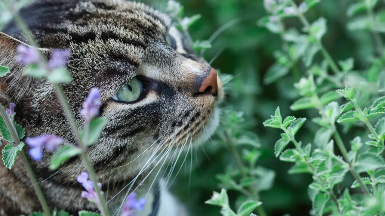 Pruning And Maintaining Catnip For Healthy Growthc