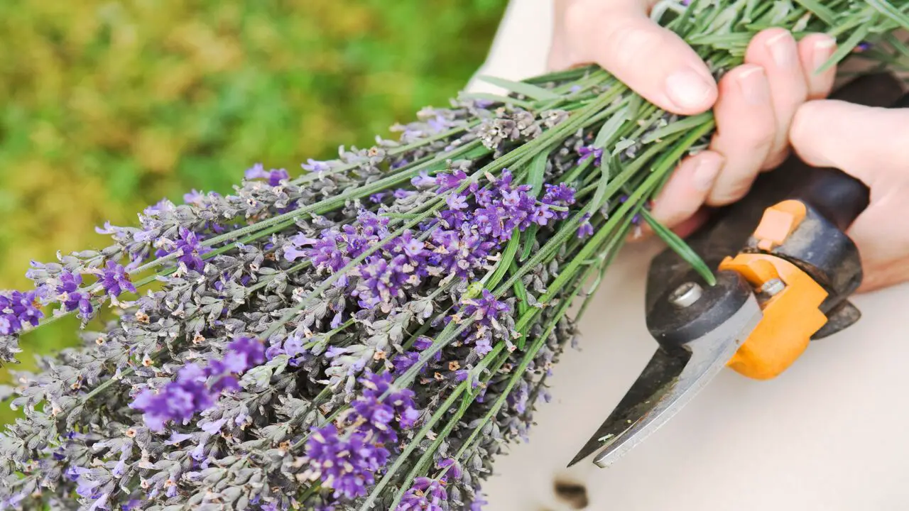 Pruning Your Potted Lavender