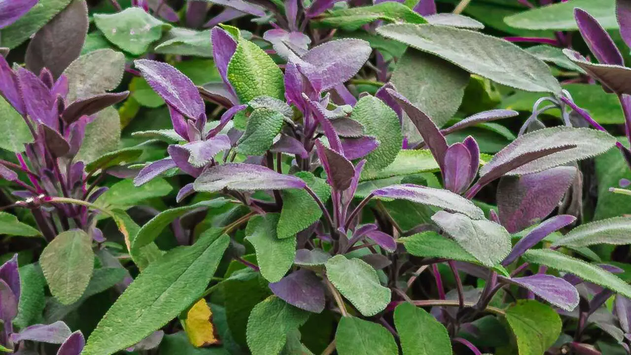 Purple Sage (Salvia Dorii)