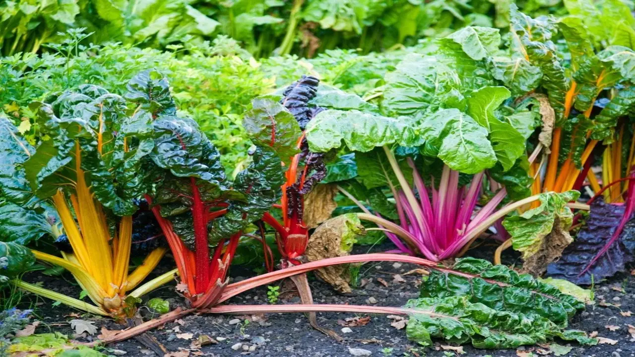 Quick Growing Vegetables For Your Garden