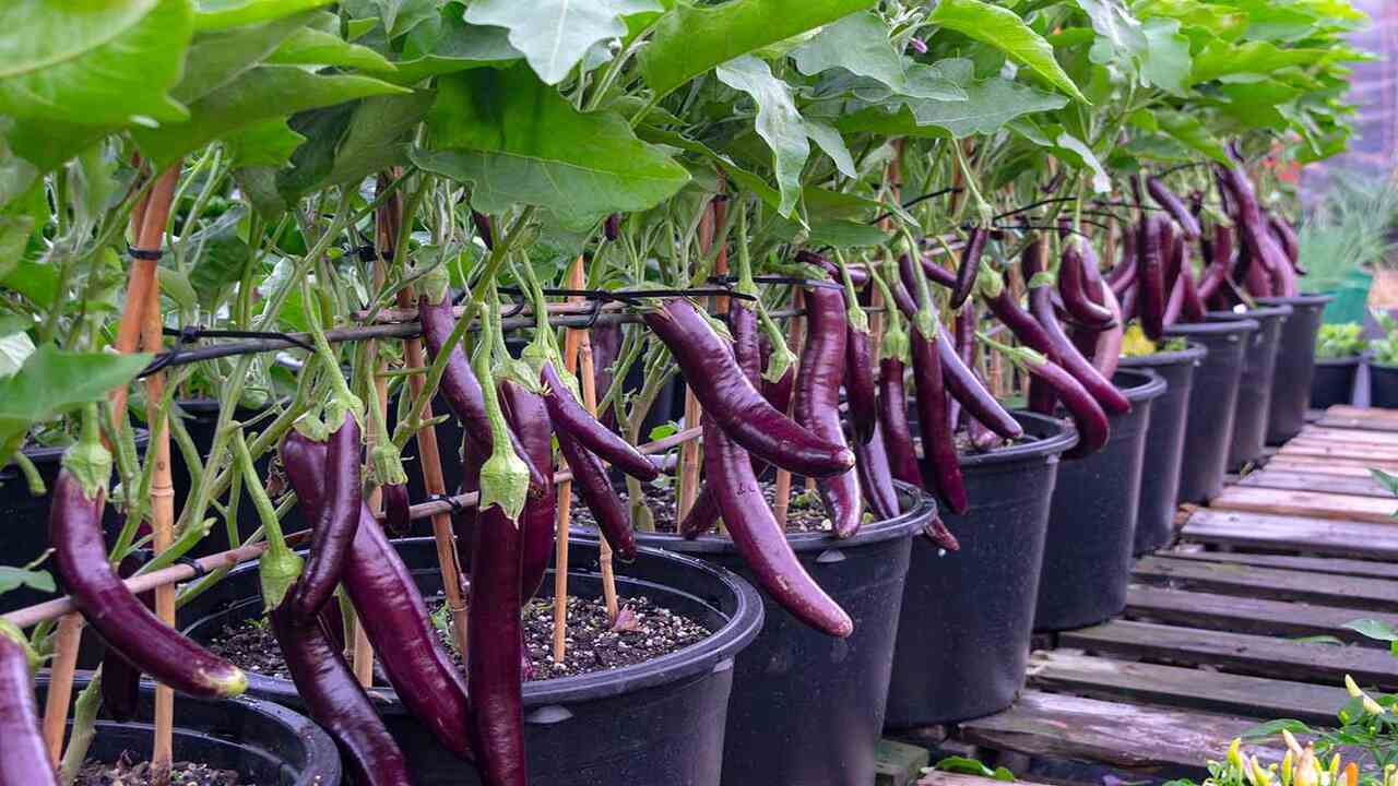 Quick Overview Of How To Grow Eggplants In A Greenhouse
