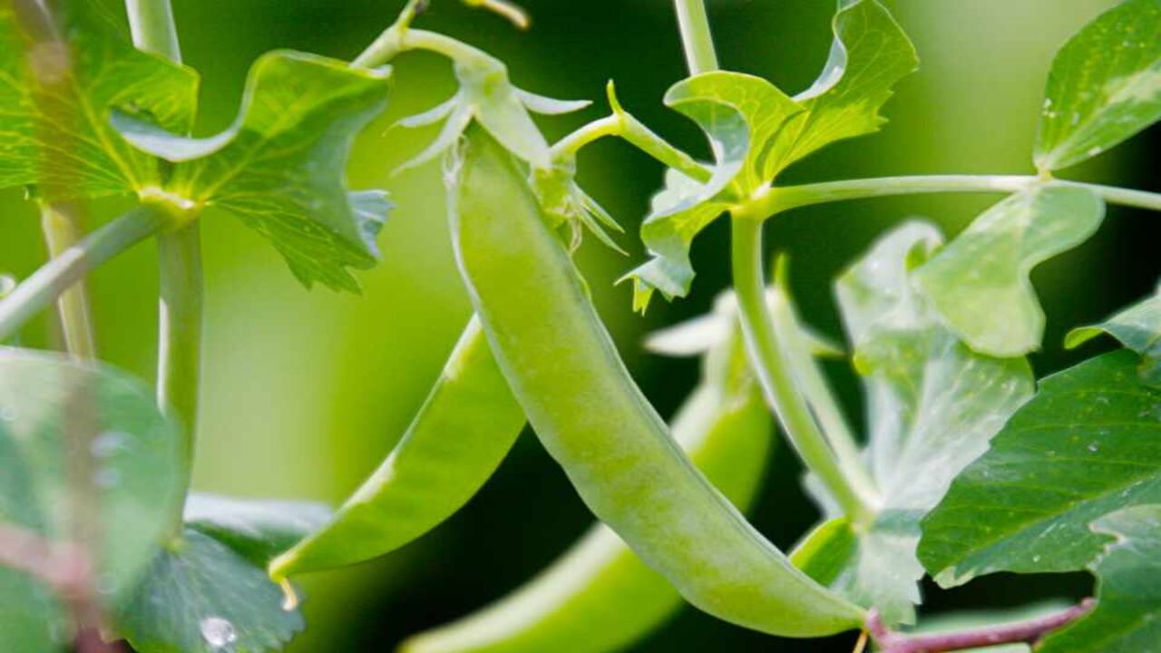 Quick Overview Of Sugar Snap Peas In A Greenhouse