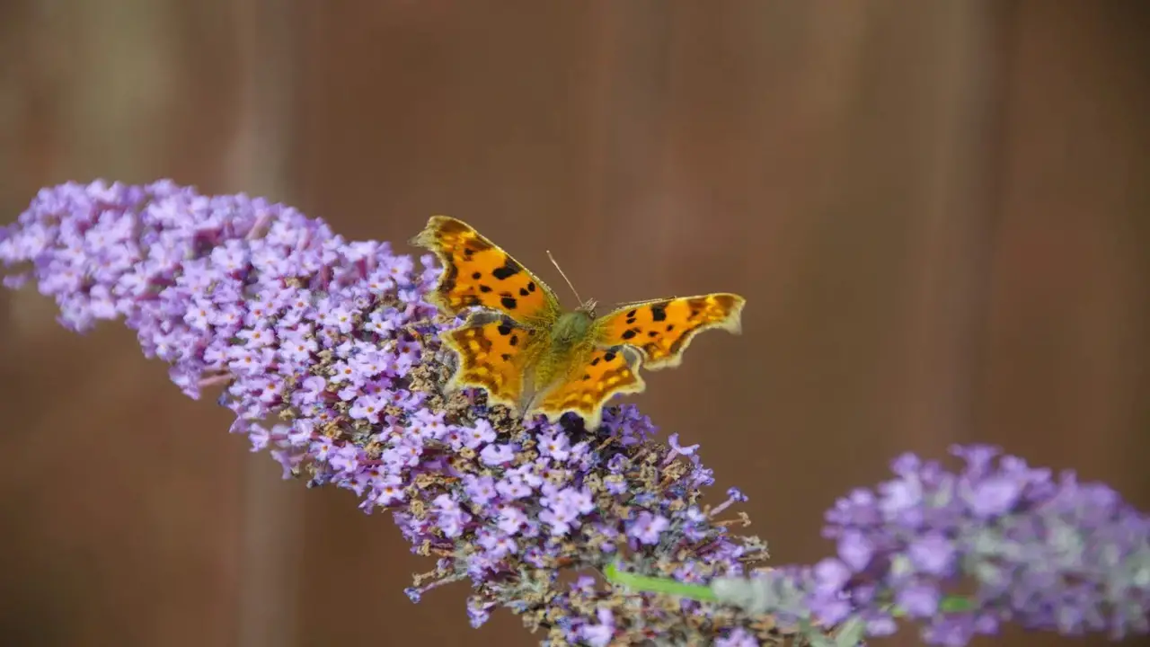 Quickly Identify And Manage Butterfly Bush Diseases