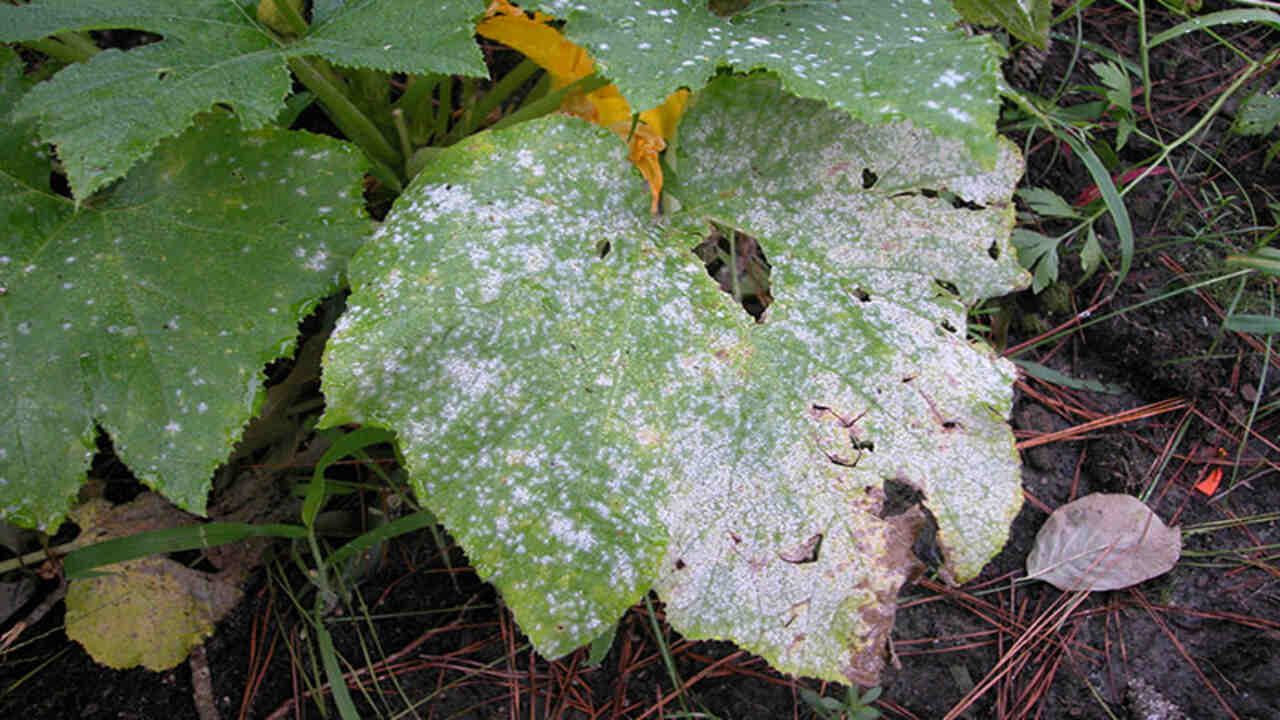 Remove Infected Leaves And Plant Debris