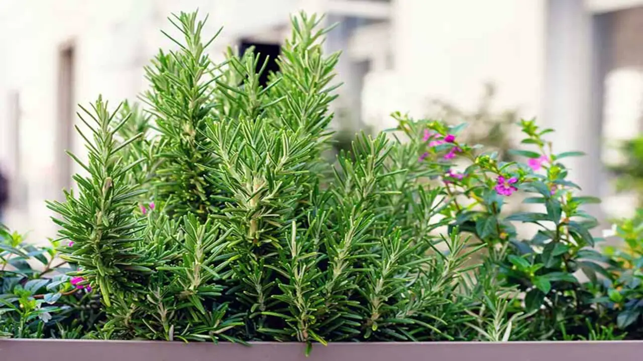 Repotting Rosemary Plants