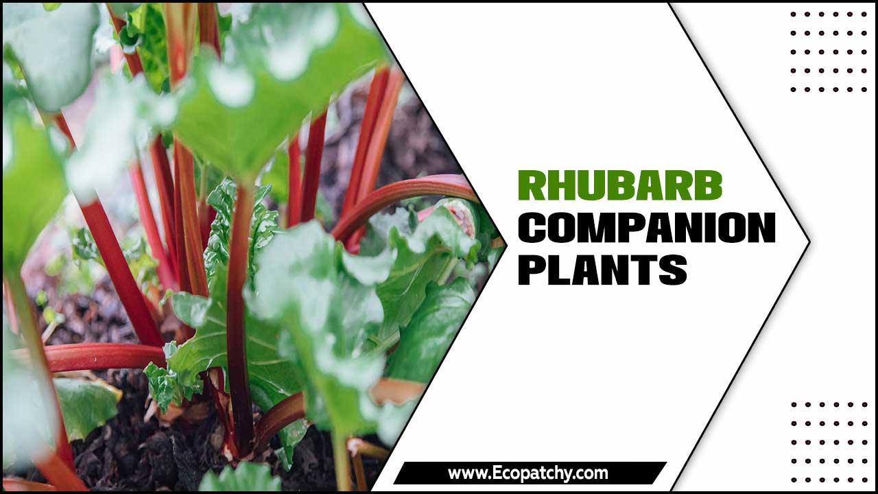 Rhubarb Companion Plants