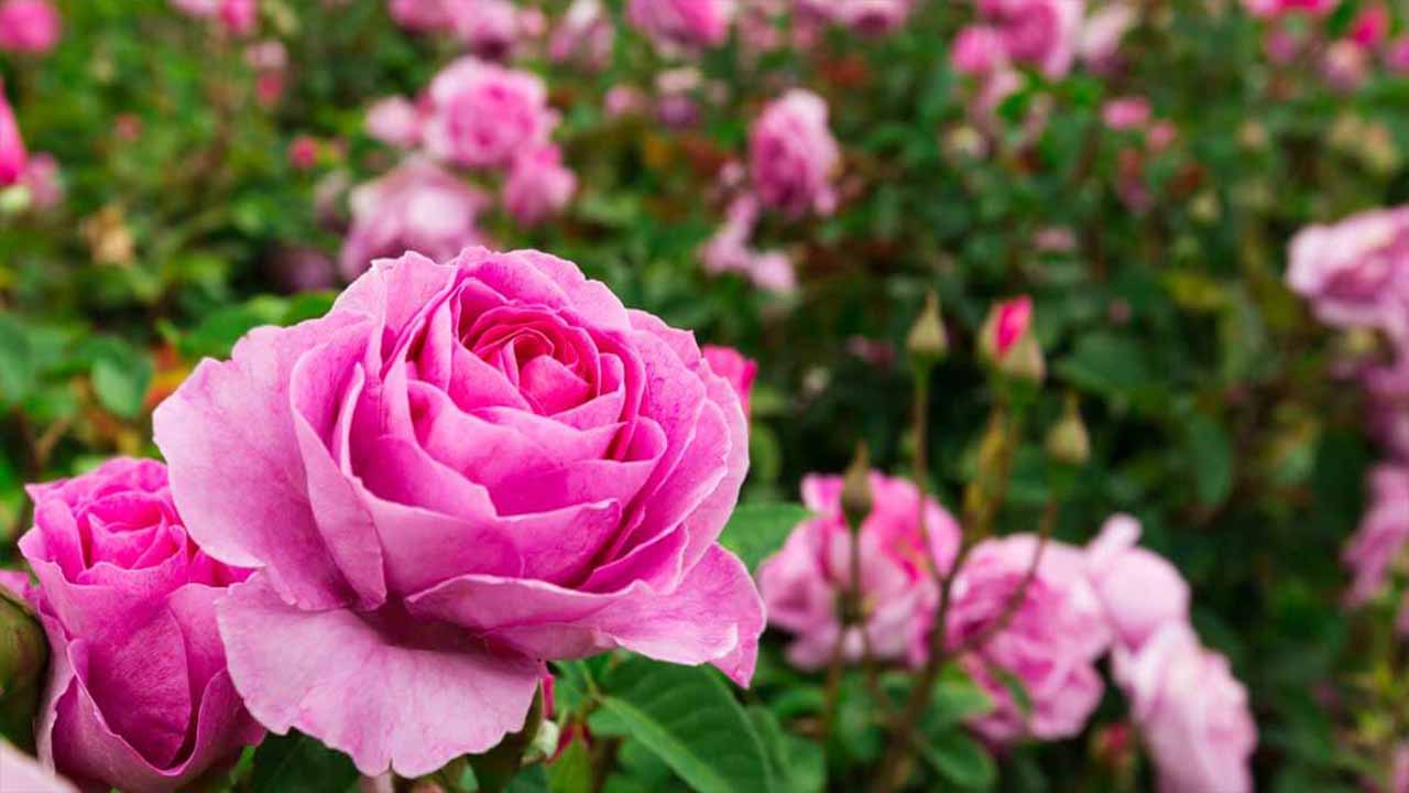 Roses: Adding Beauty And Flavor To Your Garden