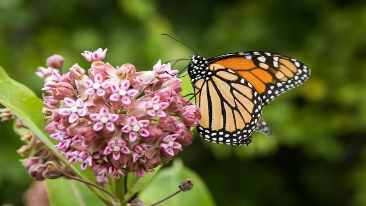 Select A Hospitable Milkweed Planting Location