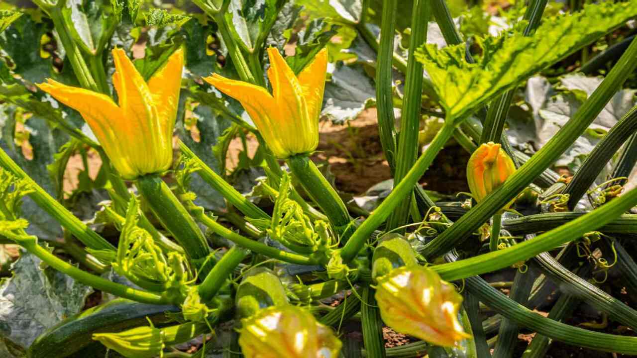 Selecting The Right Zucchini Variety For Greenhouse Cultivation