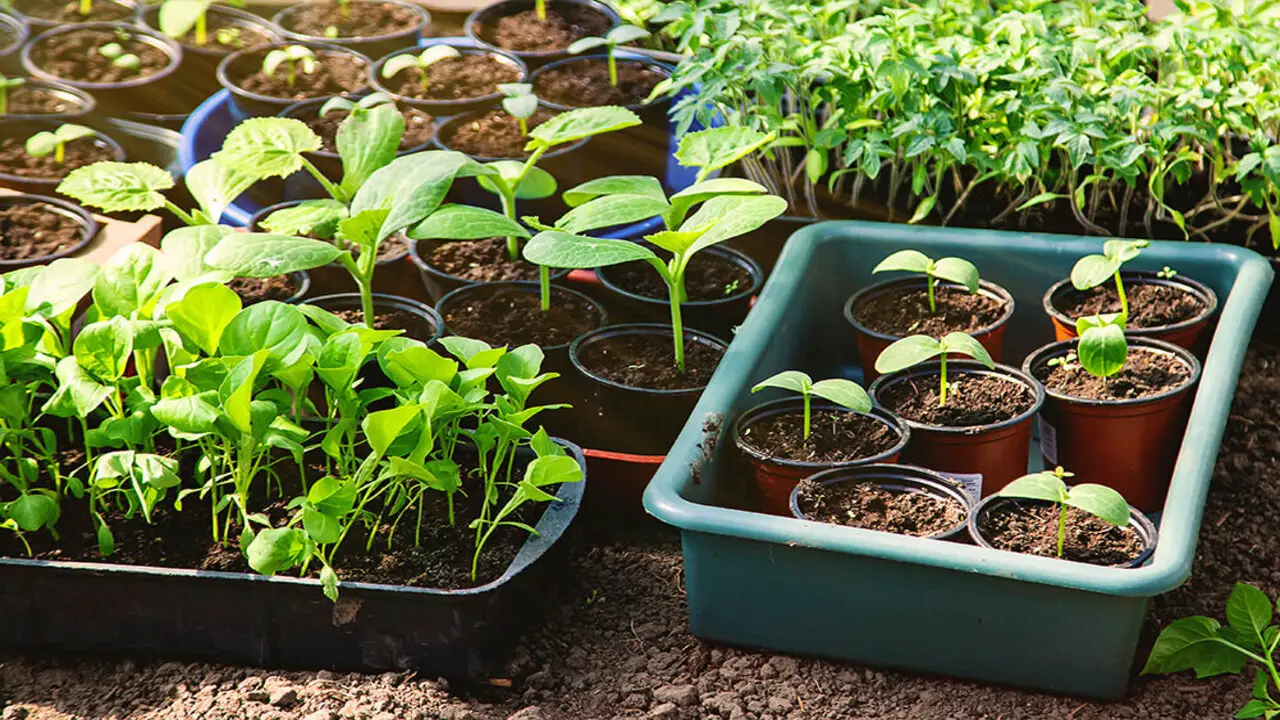 Should I Grow Vegetables From Seed Or Transplants