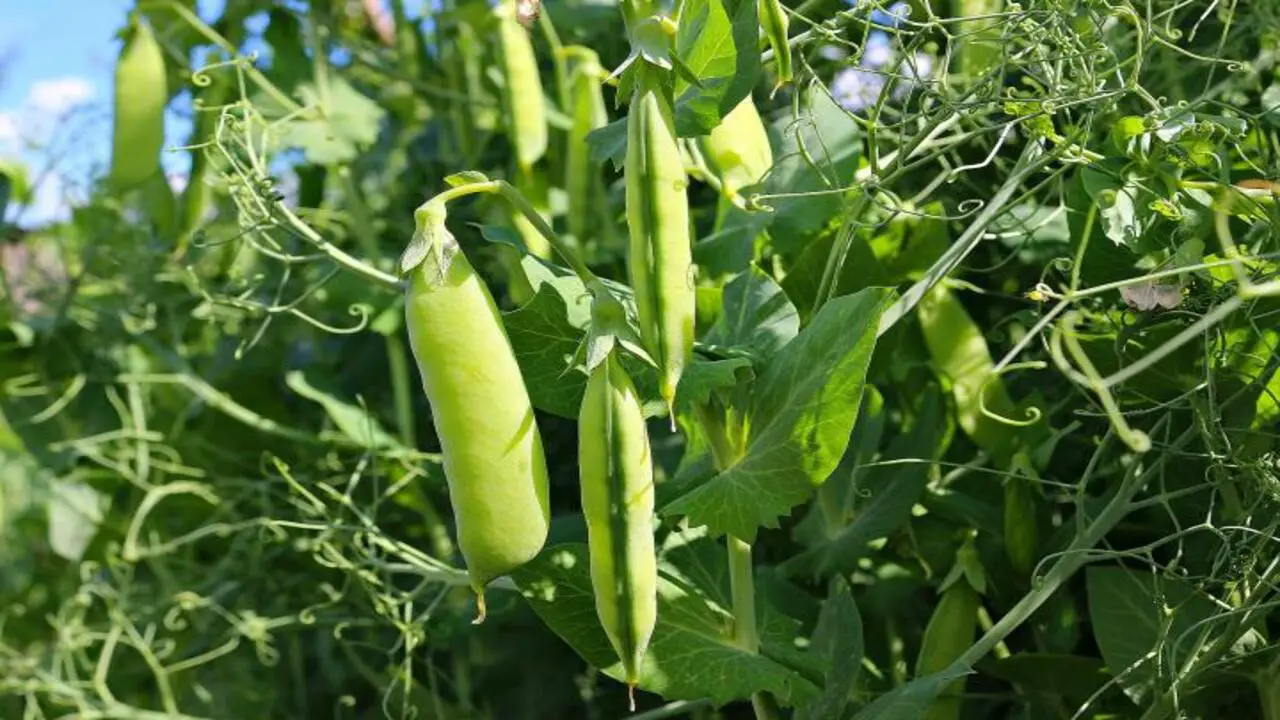 Soil Requirements For Growing Peas