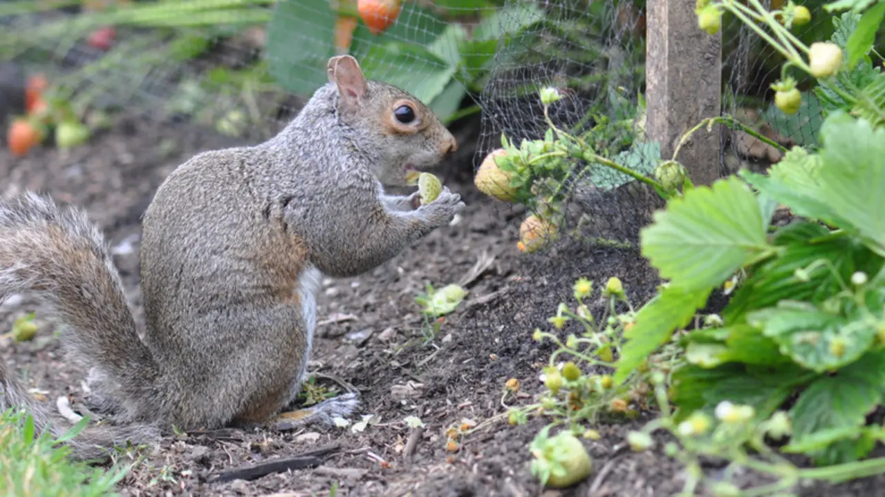 Sound-Based Deterrents Using Noise To Keep Squirrels Away