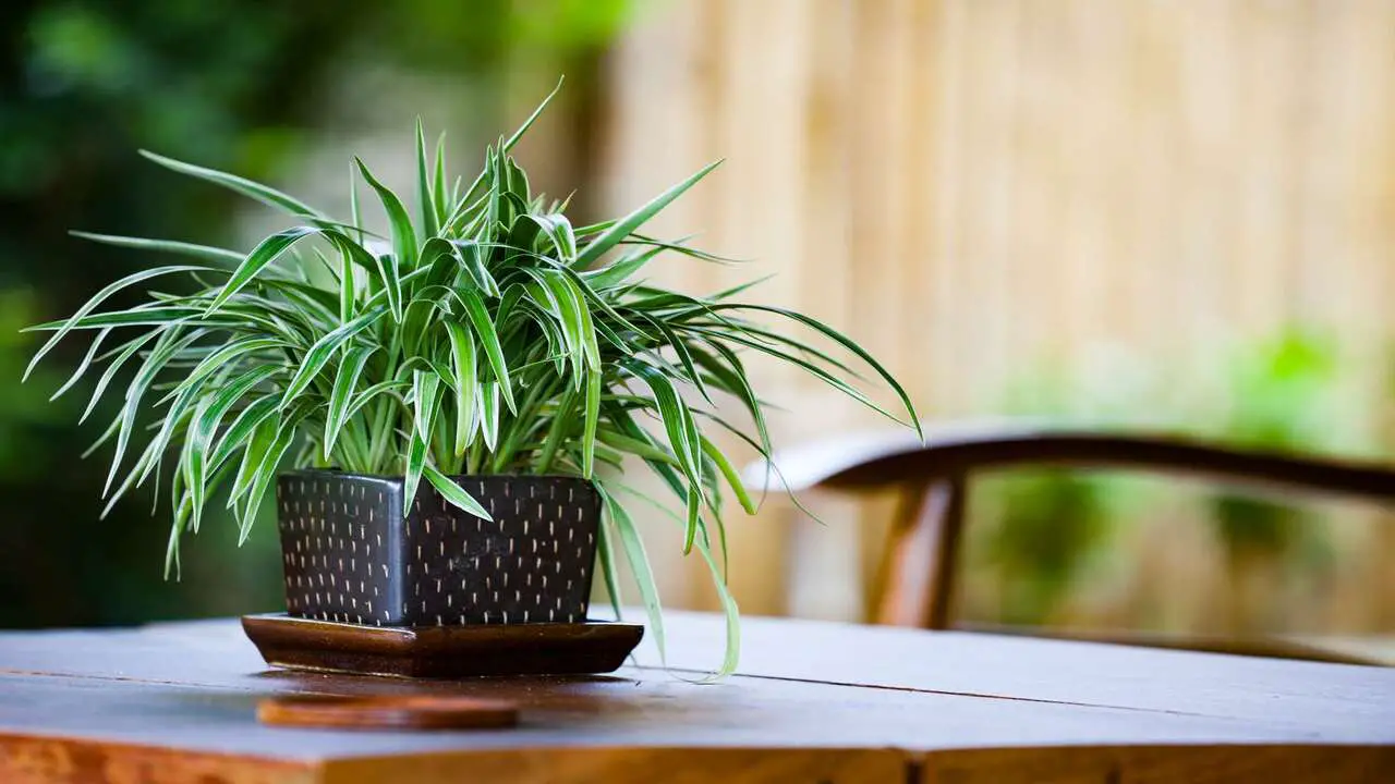 Spider Plant - Nature’s Air Purifier