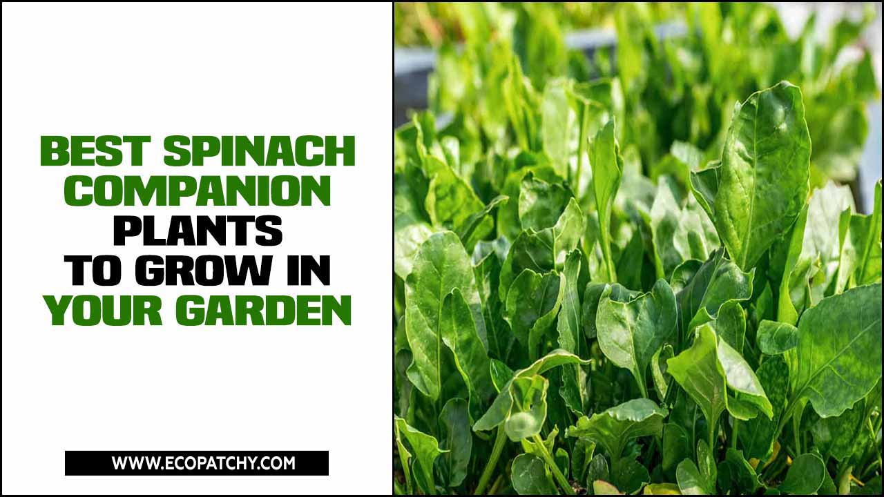 Spinach Companion Plants To Grow