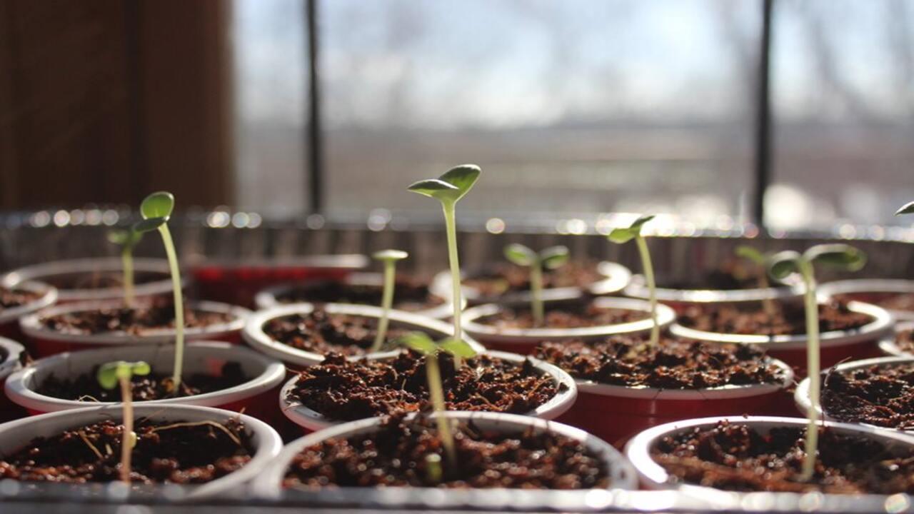 Start With Quality Seeds Or Seedlings