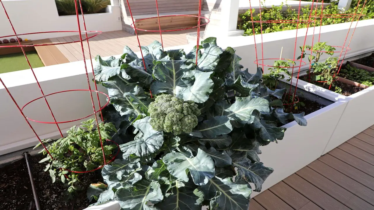 Step-By-Step Guide - Grow Broccoli In Containers Hassle Free
