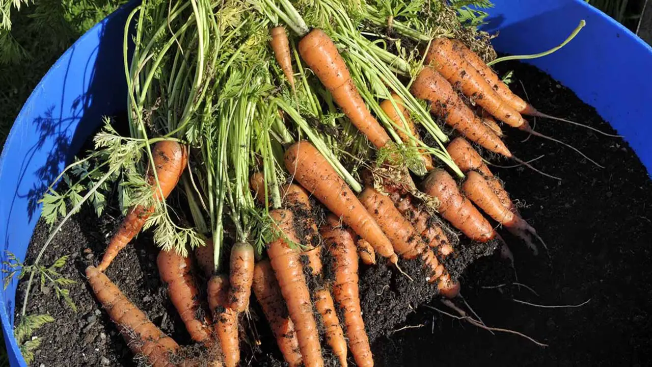 Step-By-Step Guide To Growing Carrots In Containers
