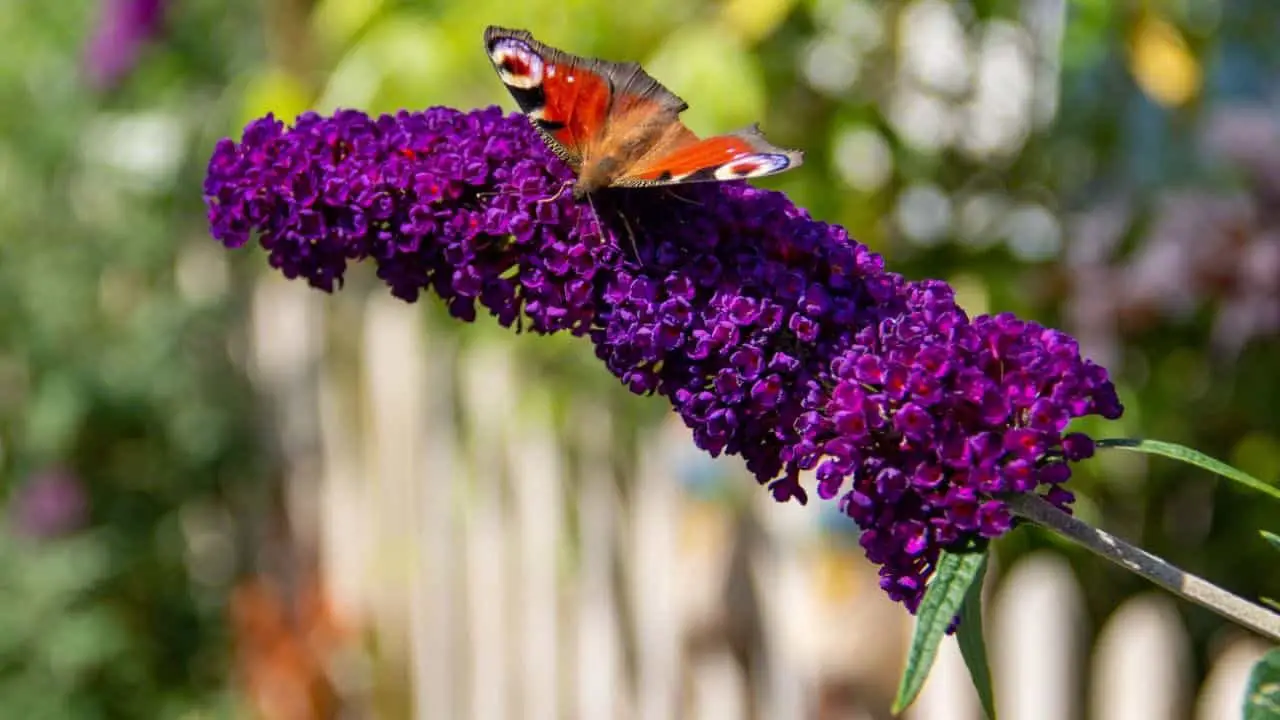 Steps To Plant And Grow Butterfly Bushes