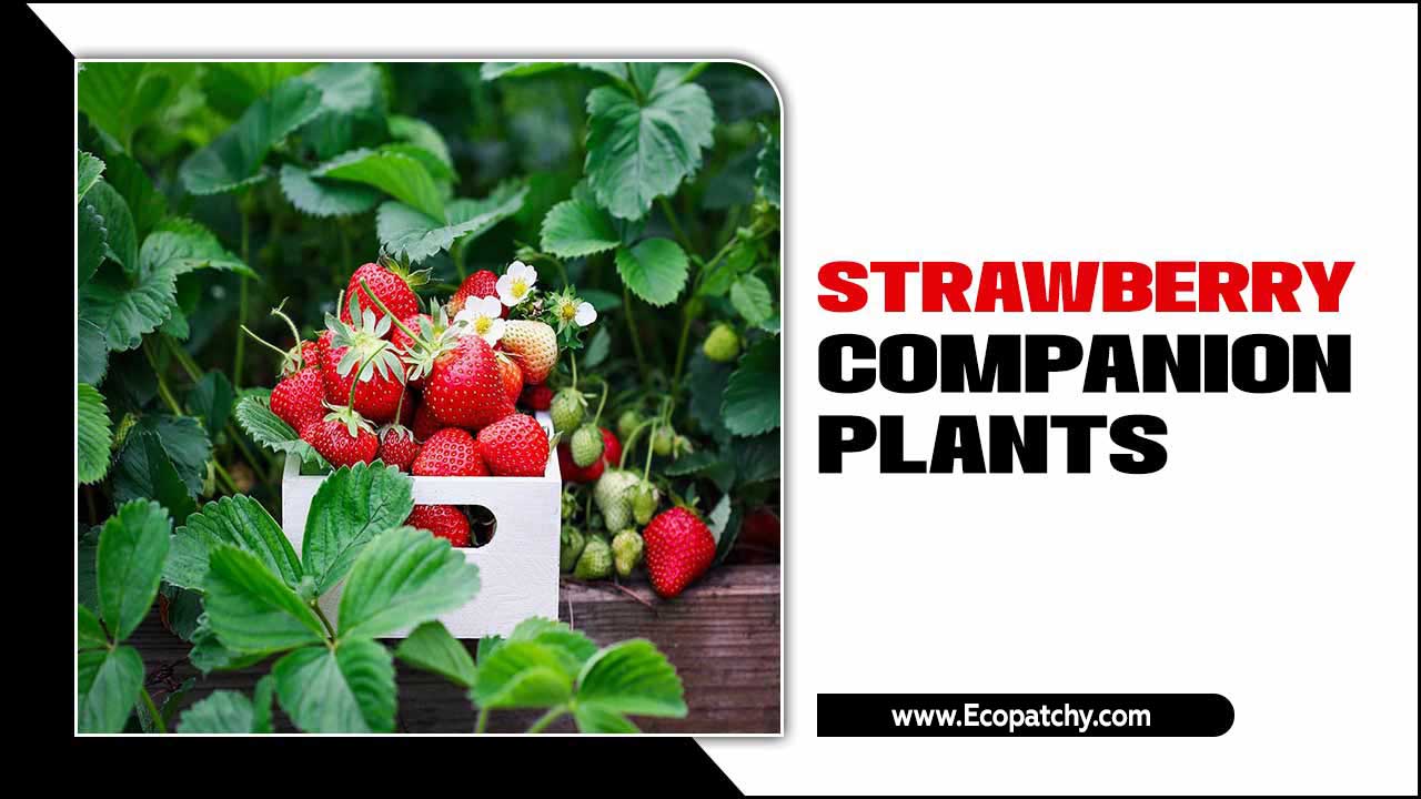 Strawberry Companion Plants