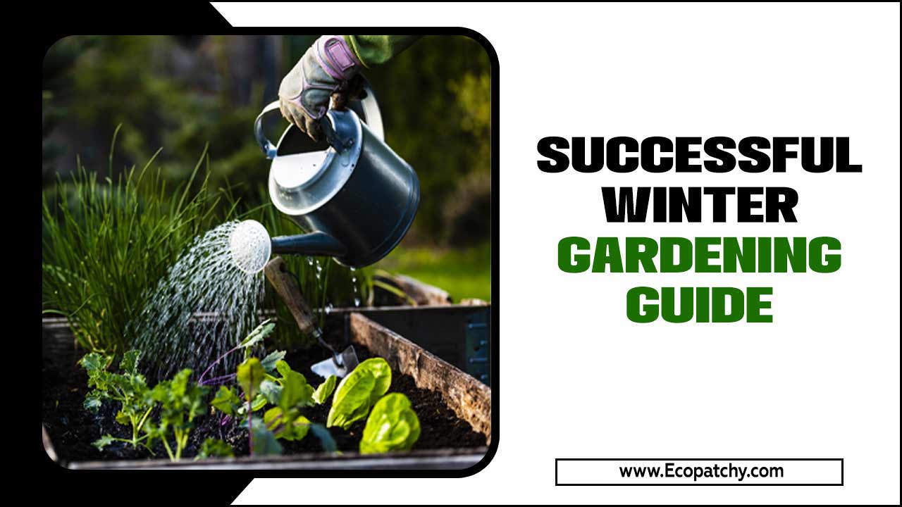 Successful Winter Gardening Guide