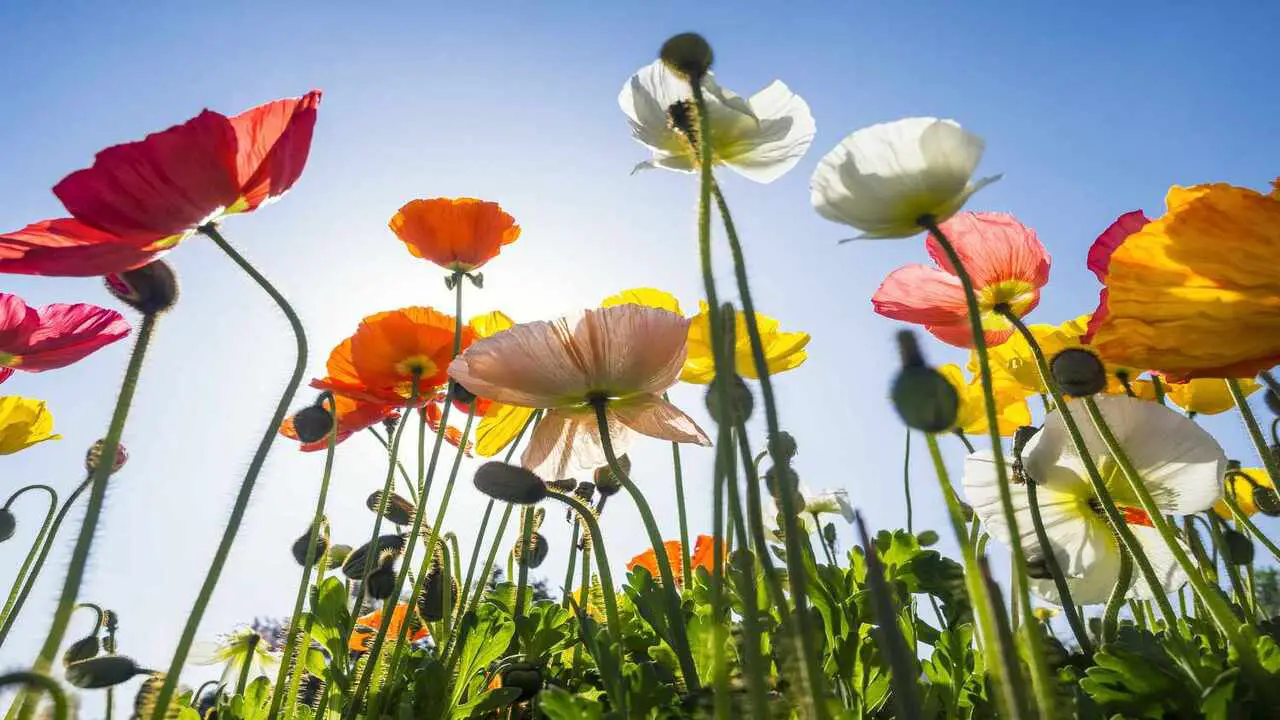 Sunlight Requirements For Iceland Poppies