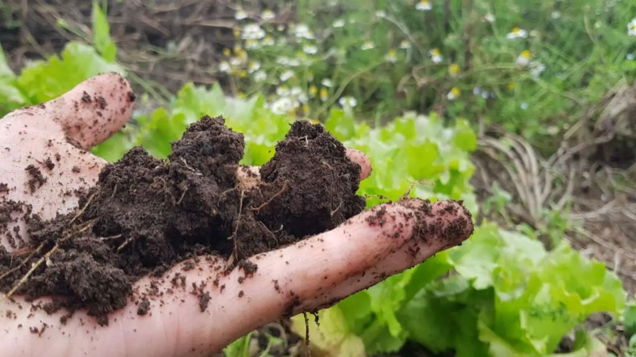 Test Your Garden Soil