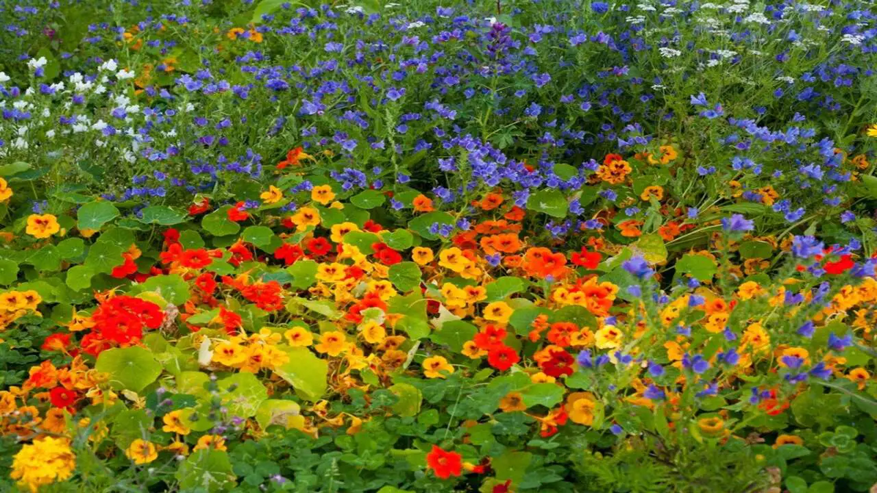 The 10 Best Nasturtium Companion Plants For Your Gardens