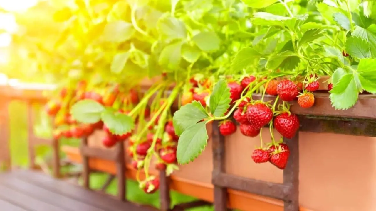 The Advantages Of Cultivating Strawberries In Pots