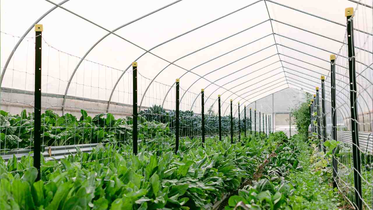 The Benefit Of Greenhouse Additional Growing Options