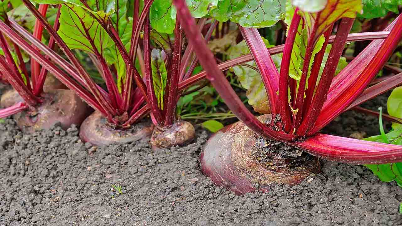 The Benefits Of Companion Planting For Beets