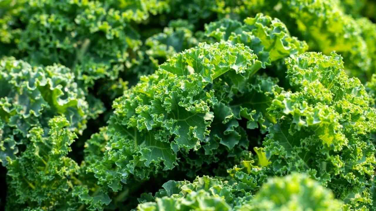 The Benefits Of Companion Planting With Kale
