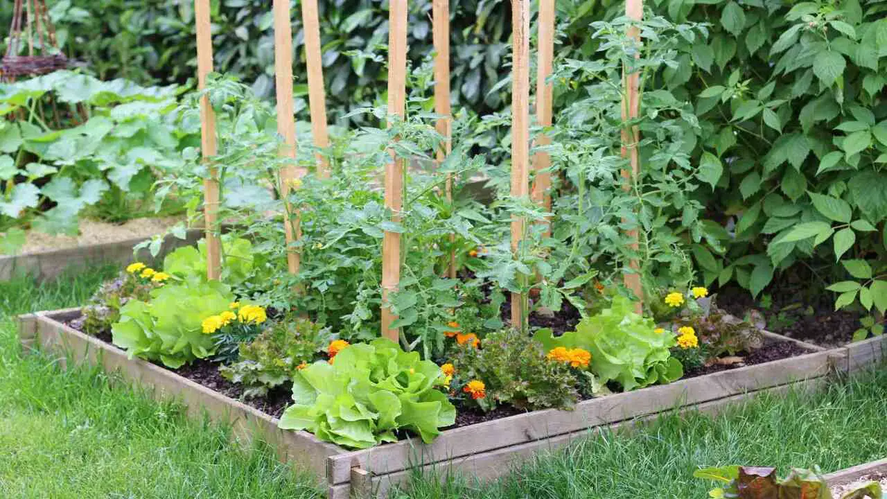 The Benefits Of Flowers In The Vegetable Garden