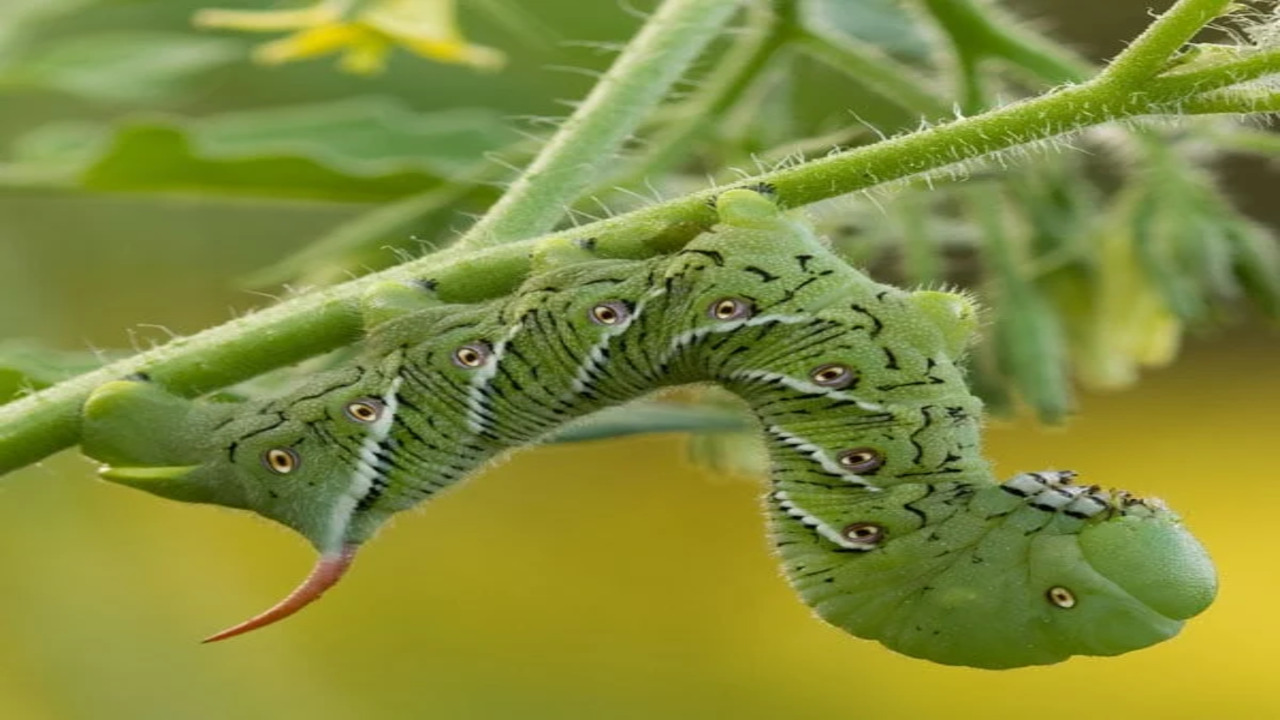 The Caterpillar Problem In Greenhouses
