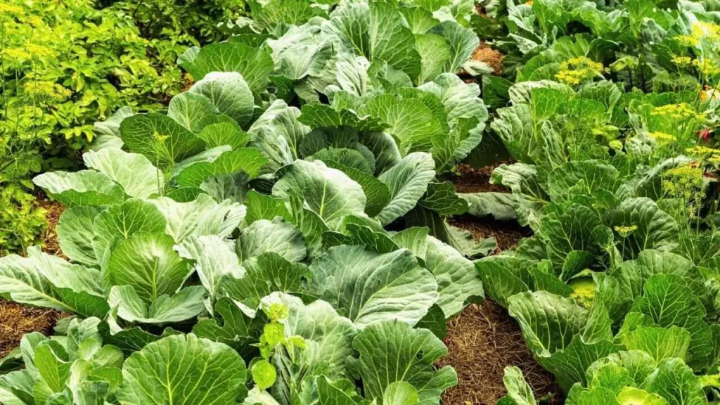 The Concept Of Companion Planting
