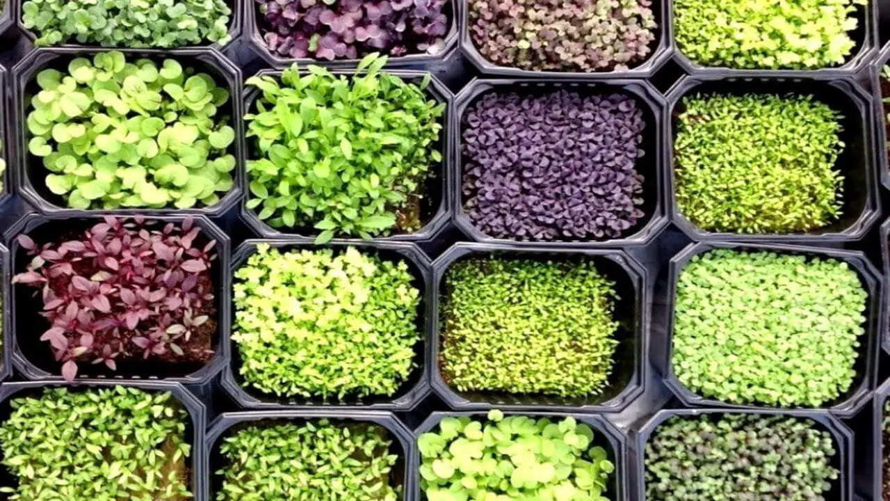 The Different Types Of Microgreens