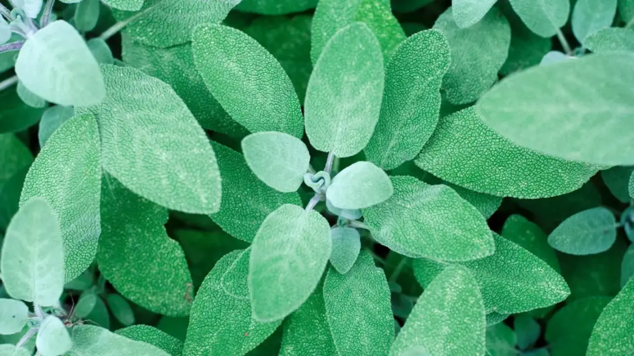 The Importance And Use Of Sage