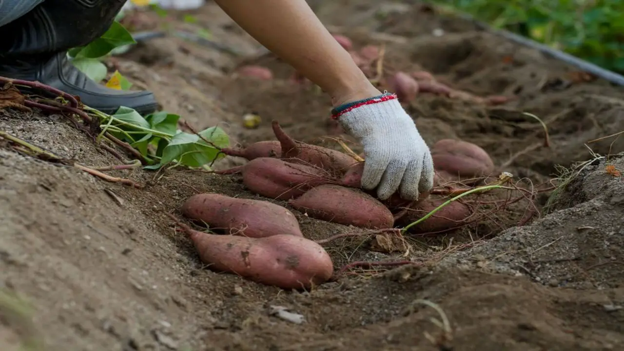 The Importance Of Companion Planting For Sweet Potatoes