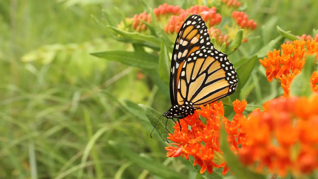 The Importance Of Creating A Butterfly Sanctuary