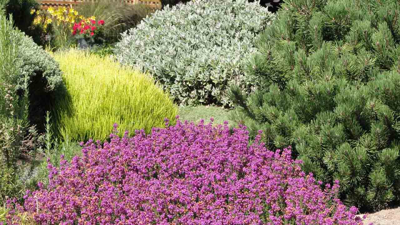 The Importance Of Drought Tolerant Plants In Dry Summers